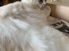 -瞄一喵猫咖(格力海岸店)