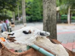 -贵州森林野生动物园