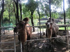 -长白岛森林公园