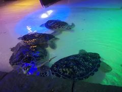 -华夏文旅海洋公园