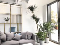 点击看大图 -IDOL PLUS