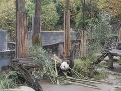 -都江堰中华大熊猫苑