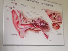 -自然之声助听器·呼吸机(公园路店)