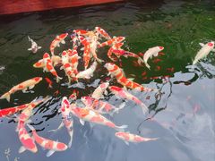 -香麒园·过桥米线·南湖雅宴