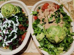 -油梨树AVOCADO TREE(顺义新国展店)