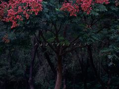 -莲花山公园