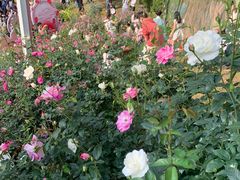 -人民公园(罗湖区)