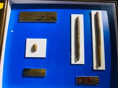 -上海昆虫博物馆