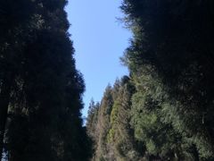 -武陵山森林公园