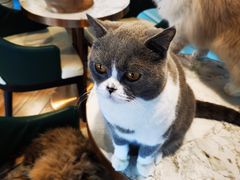 -遇见羊驼·奶狗咖·布偶猫咖·法斗柯基柴犬阿拉斯加(春熙路太古里IFS店)