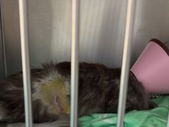 -嘉馨宠物医院·CT影像转诊·心脏科·犬猫全科诊疗中心(下沙大学城院区)