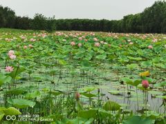 -东郊湿地公园