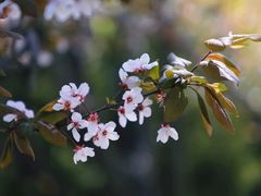 -海棠花溪(元大都城垣遗址公园)