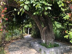 -广西壮族自治区药用植物园