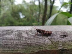 -西湖风景区-江洋畈生态公园