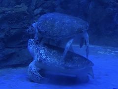 -芜湖新华联大白鲸海洋公园