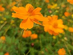 -大宁郁金香公园-停车场