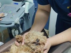 -中农大我爱我爱24h动物医院·中医针灸·猫专科·骨科医疗中心(双井店)