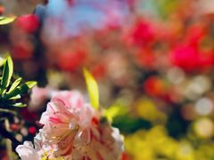 -南汇桃花村