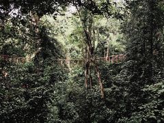 -西双版纳原始森林公园