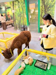 -神奇动物撸宠馆·羊驼·小浣熊·异宠(豫园店)