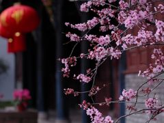 -青羊宫