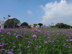 -松山湖梦幻百花洲