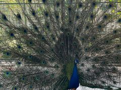 -瑞丽独树成林风景区