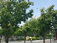 -莲花池公园