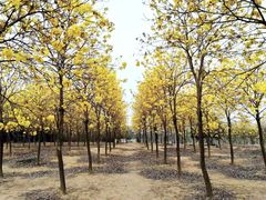 -天适樱花悠乐园