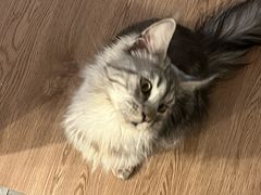 -楼上猫咖(罗湖店)