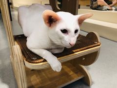 -飞行喵MR PILOT|猫舍·猫咖(静安大融城店)