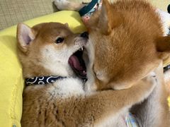 -逗柴咖啡屋·狗咖猫咖宠物桌游