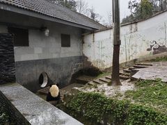 -中国大熊猫保护研究中心雅安碧峰峡基地