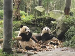 -都江堰中华大熊猫苑