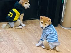 -猫色咖啡·猫咖