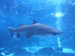 -海合安成都极地海洋公园