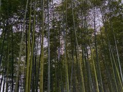 -西湖风景区十里琅珰-五云山