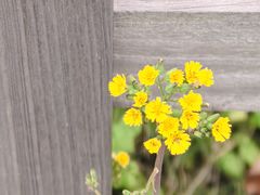 -上海市第七人民医院