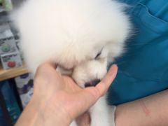 -佳雯宠物医院·皮肤科·内外科(春晓路分院)