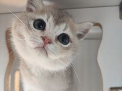 -东方名猫馆·英短金渐层布偶猫舍(环线广场1号楼店)