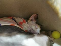 -藏猫猫咖啡主题馆(中央大道店)