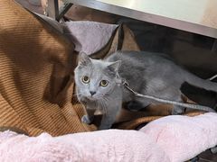 -小板凳(四公里店)