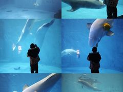 -海合安成都极地海洋公园