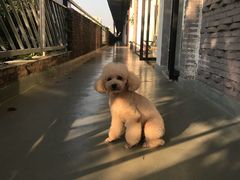 -创凡宠物医院·骨专科  猫科中心(西乡分院)
