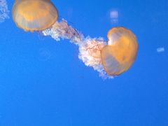 -太平洋海底世界