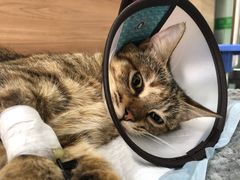 -爱侣宠医·鹦鹉专科·小型哺乳类·异宠专科(灵石路店)