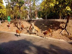 -清迈夜间动物园