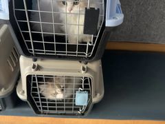 -伟伟宠物医院·瑞派猫友好医院·猫科(光谷店)