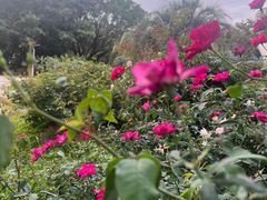 -人民公园(罗湖区)